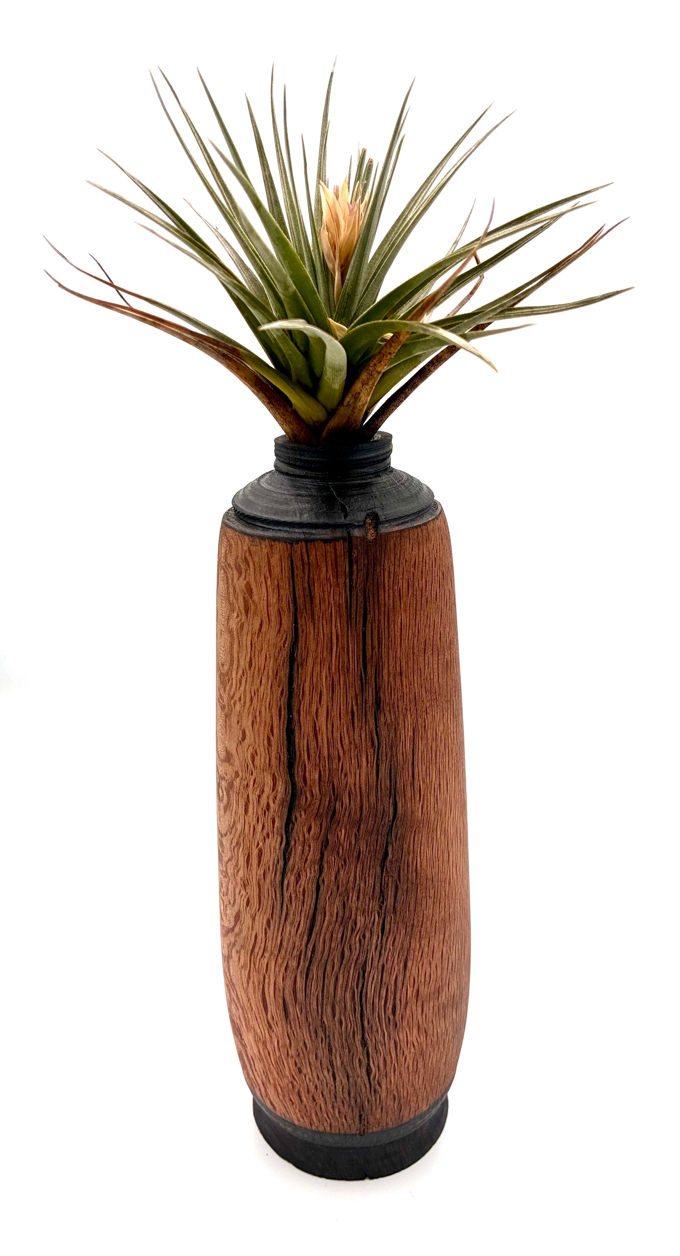 White Oak Bud Vase