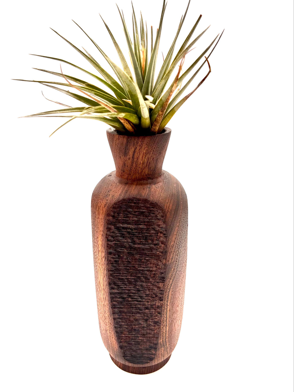 Walnut Bud Vase with air plant