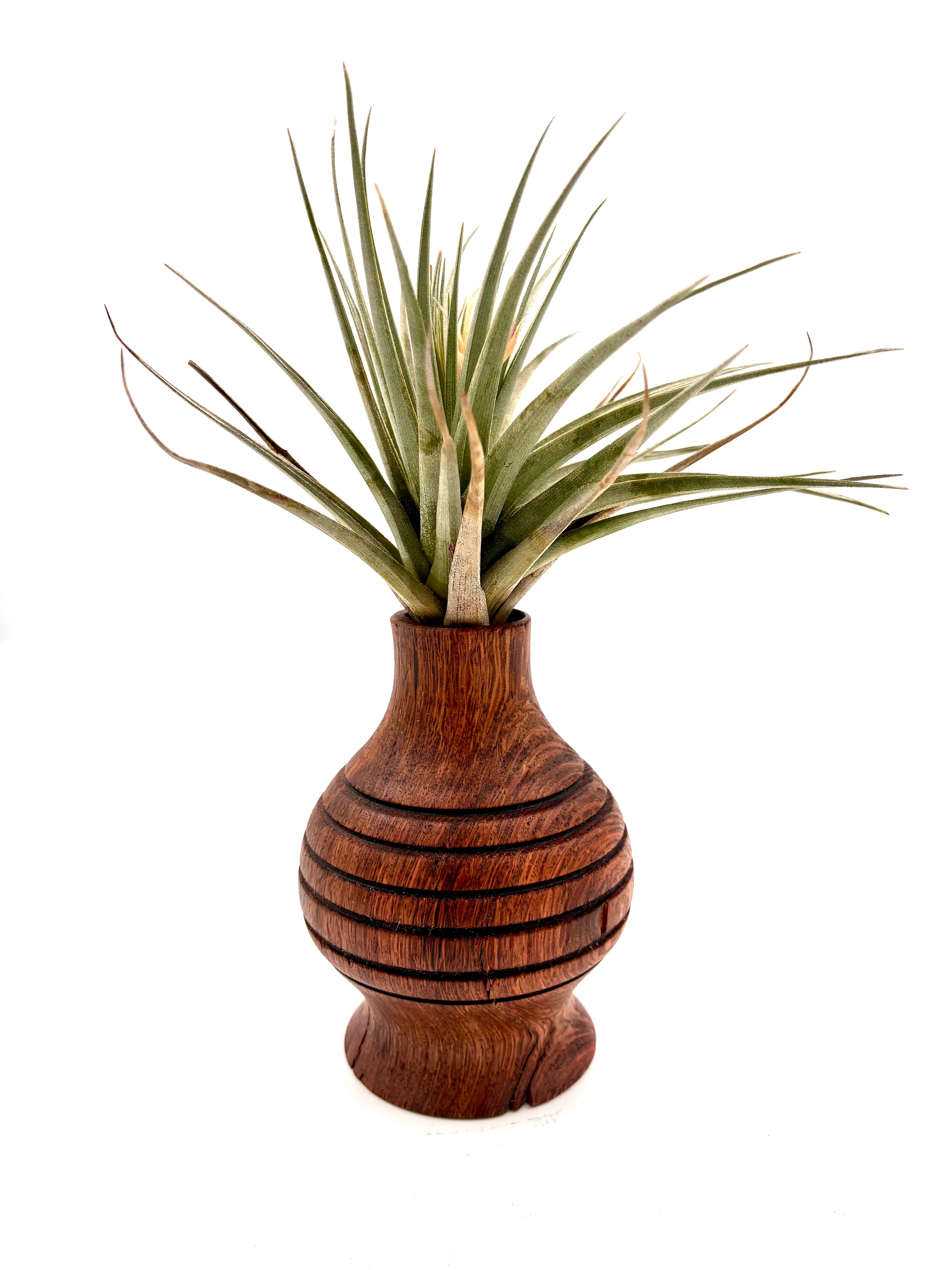 White Oak Bud Vase